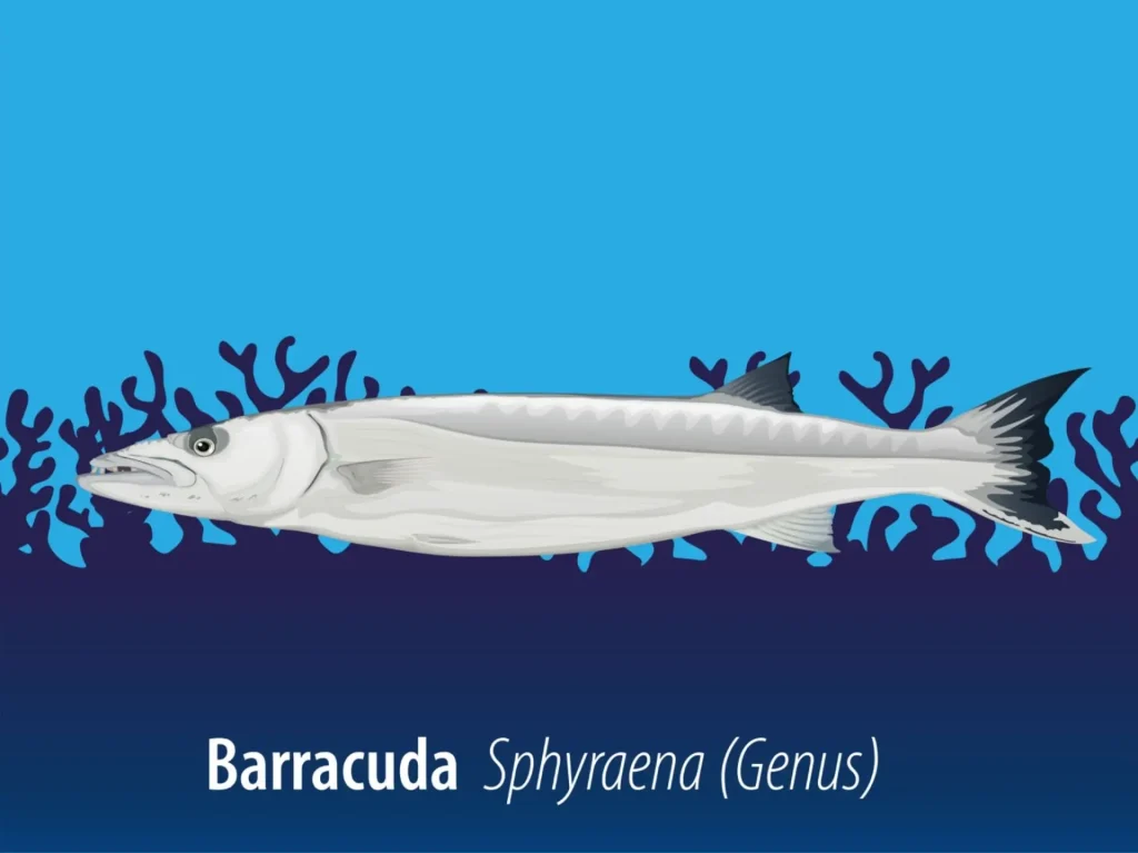 Barracuda fish