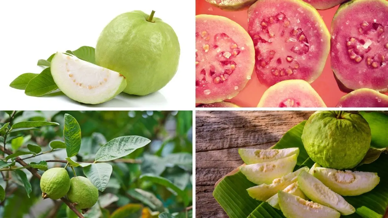 Guava Blood Pressure Reduction