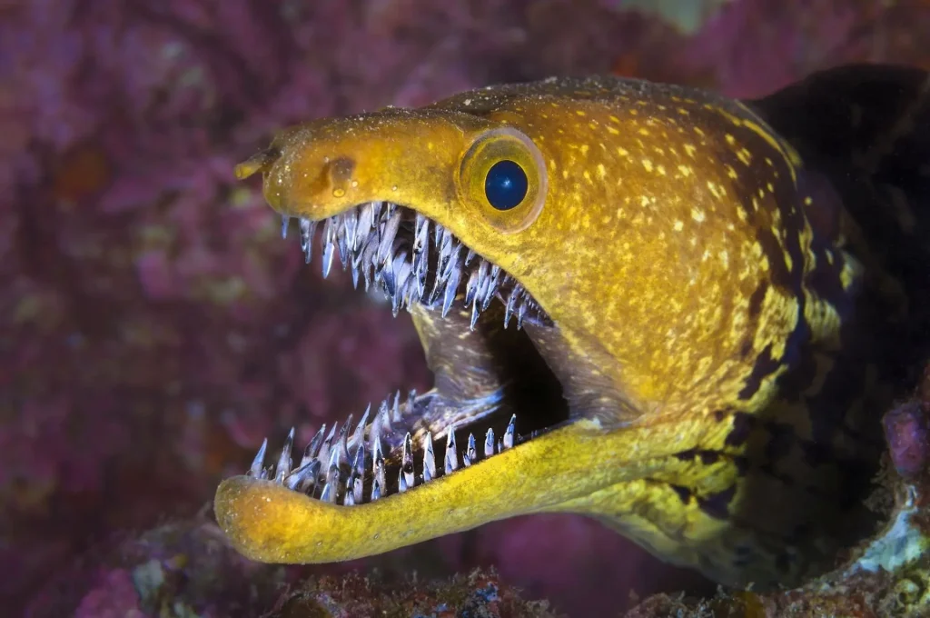 Moray eel fish