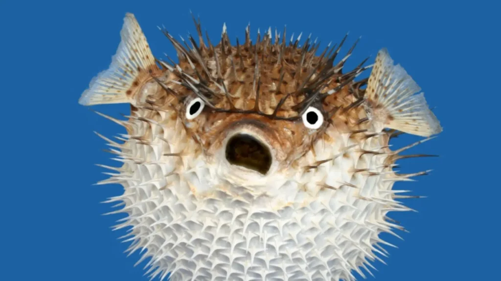 Puffer Fish (fugu)