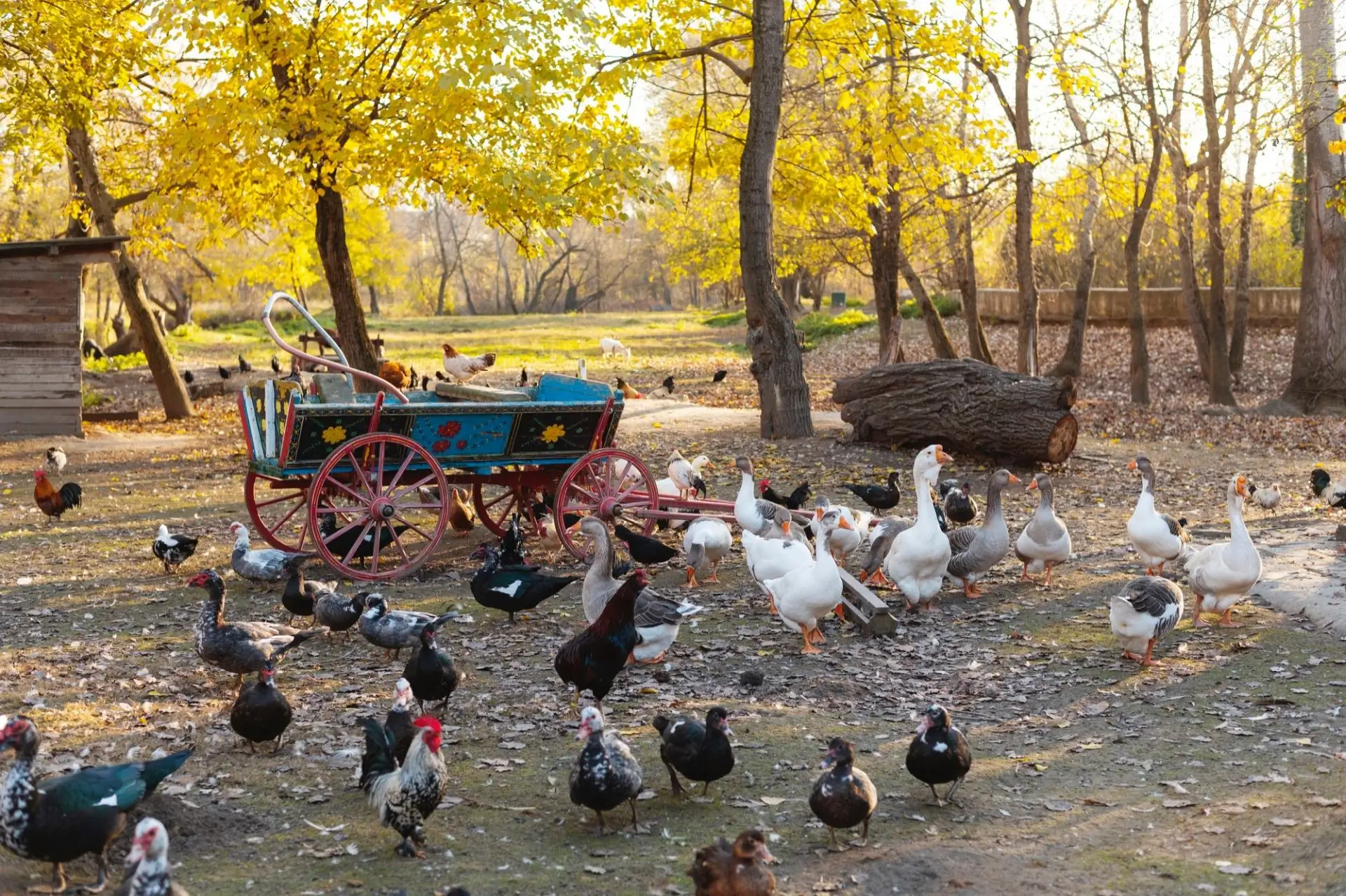 chickens in the yard