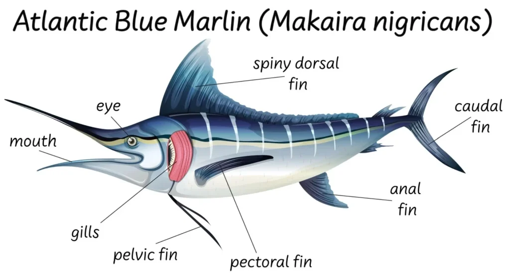 fish marlin